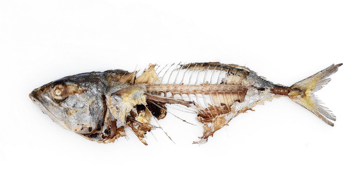 De vis rot vanaf de kop